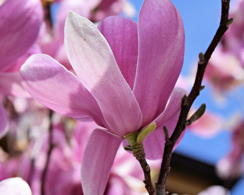 Magnolia Jordan Thumbnail