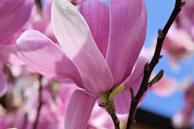 Magnolia Jordan Thumbnail