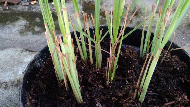 Growing lemongrass in pots discount