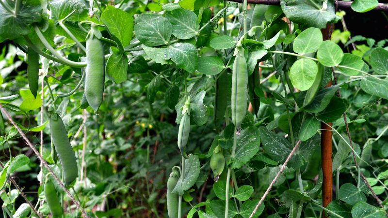 Staked telephone peas in fruit growing in a garden bed