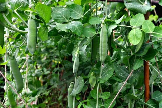 Staked telephone peas in fruit growing in a garden bed