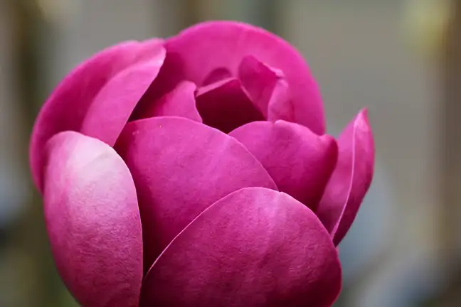 Black Tulip Magnolia magnolia x soulangeana 'black tulip'