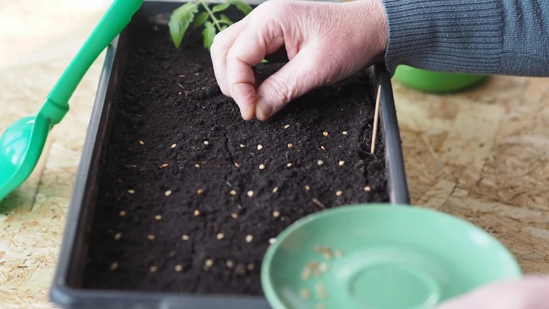 Collecting Propagating Tomato Seeds In Seed Tray 800X451 LS