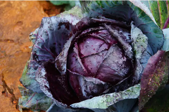 mature red cabbage plant
