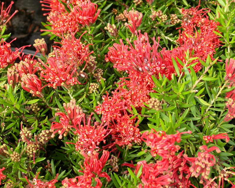 Grevillea 'New Blood'