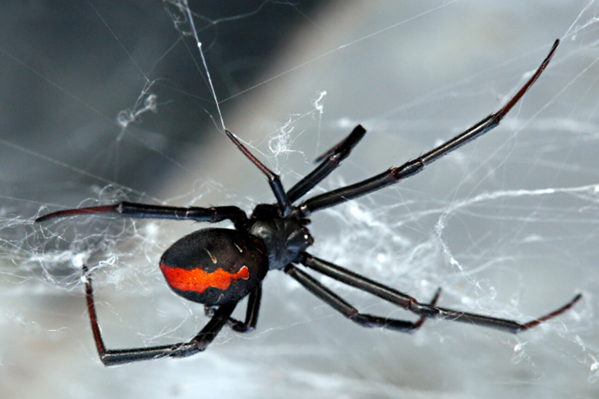 Redback Spiders