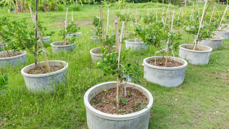 grove of lime trees growing in gray concrete planters, plants are staked and are about 1.5 m tall