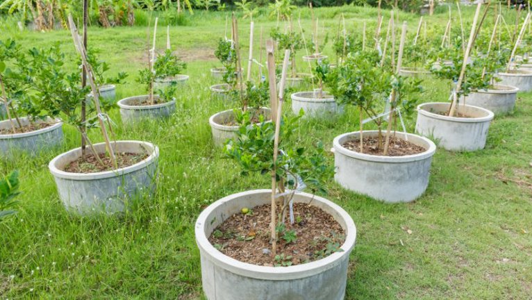 How to Grow a Lime Tree in Australia | Citrus Growing Guide
