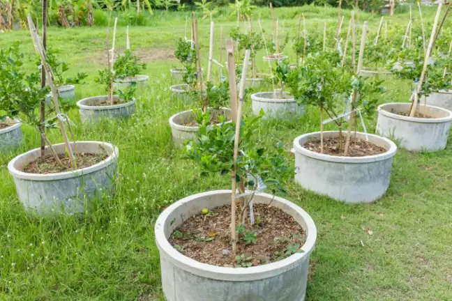 grove of lime trees growing in gray concrete planters, plants are staked and are about 1.5 m tall