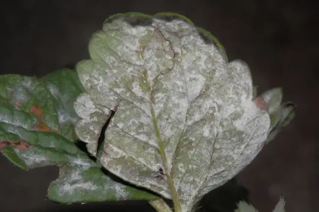 Powdery Mildew Elise Dando (3)
