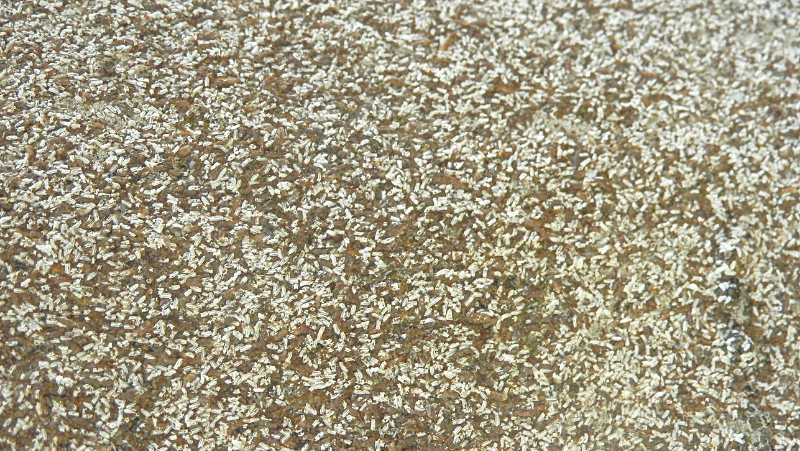 White Louse Scale Elise Dando