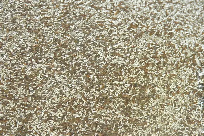 white louse scale on the trunk of a citrus tree. Looks like a smattering of dessicated coconut