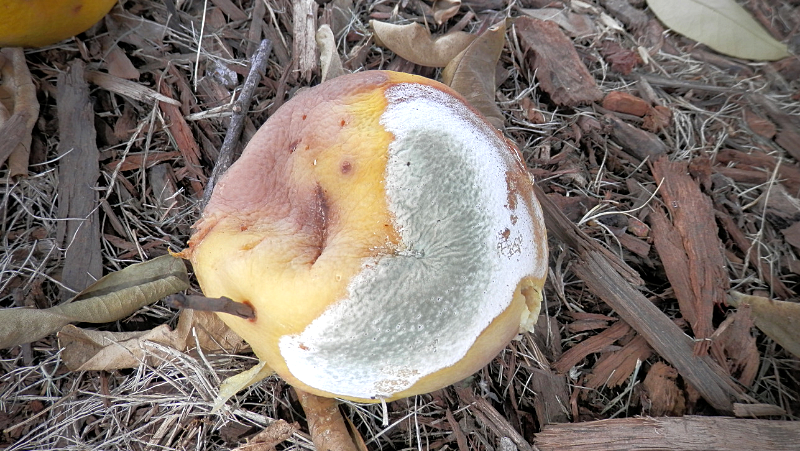 Grey Mould On Grapefruit Elise Dando