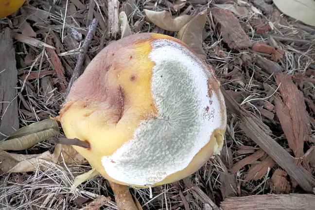 Grey Mould On Grapefruit Elise Dando