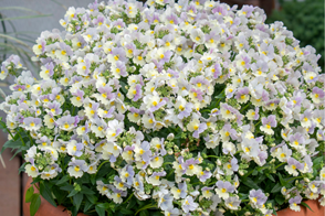 Nemesia Easter Bonnet