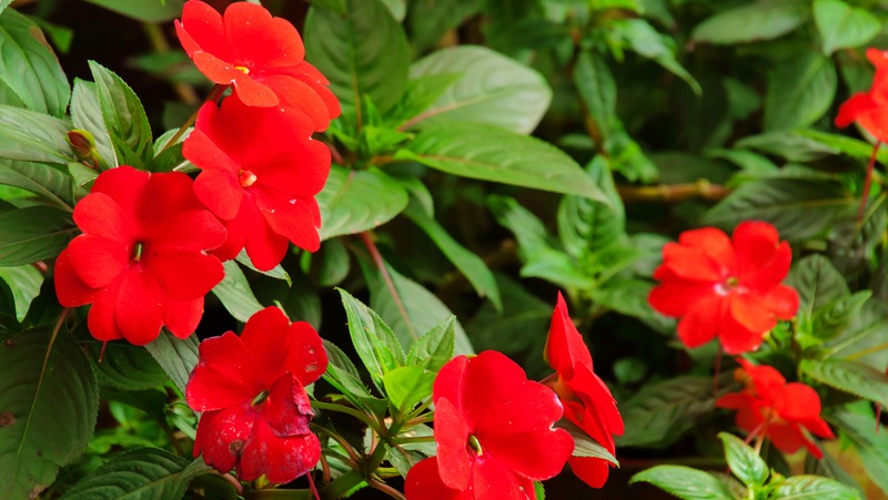 Imaptiens Red 800X451px LS