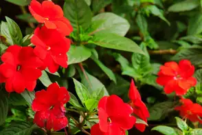 Imaptiens Red 800X451px LS