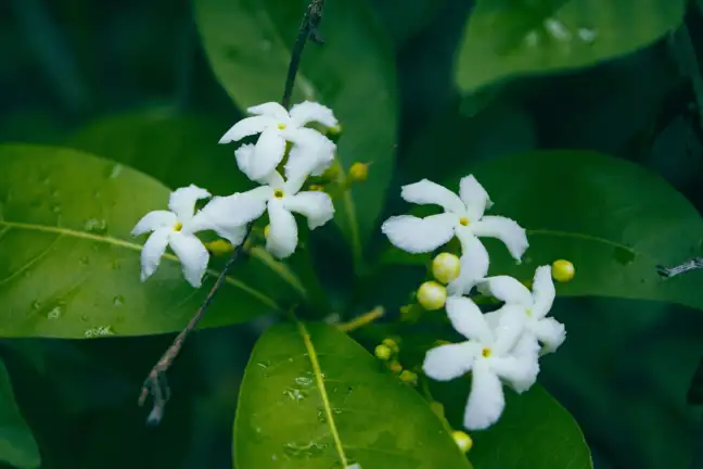 Native gardenia