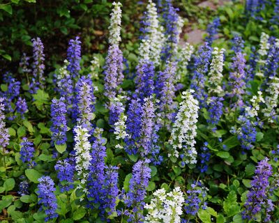 Ajuga