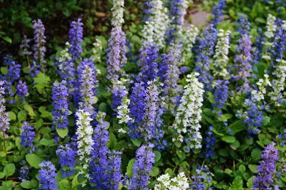How to Grow Ajuga | Yates Australia