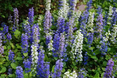 Ajuga