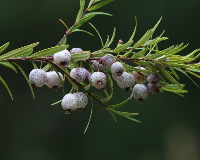 Growing bush tucker at home