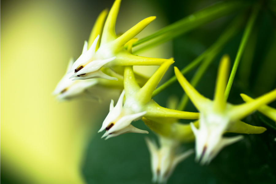 Yellow Green Hoya