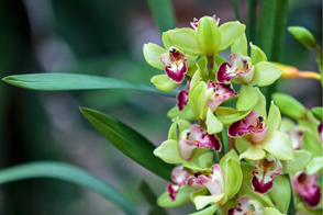 green Cymbidium Orchids