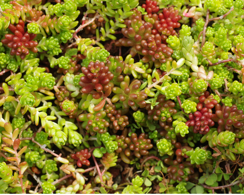 jelly bean sedums growing as a dense mat, young leaves are green, and mature leaves are browny red