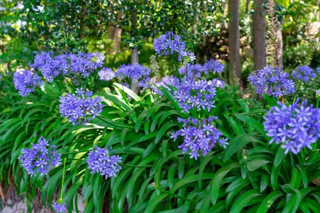 Agapanthus mass planted in a garden bed