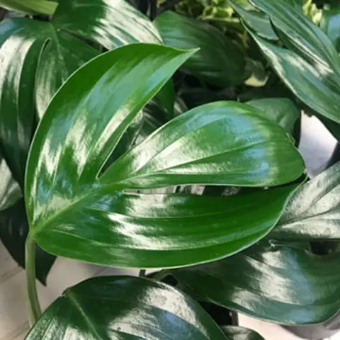 How to Grow Dragon Tail Plant