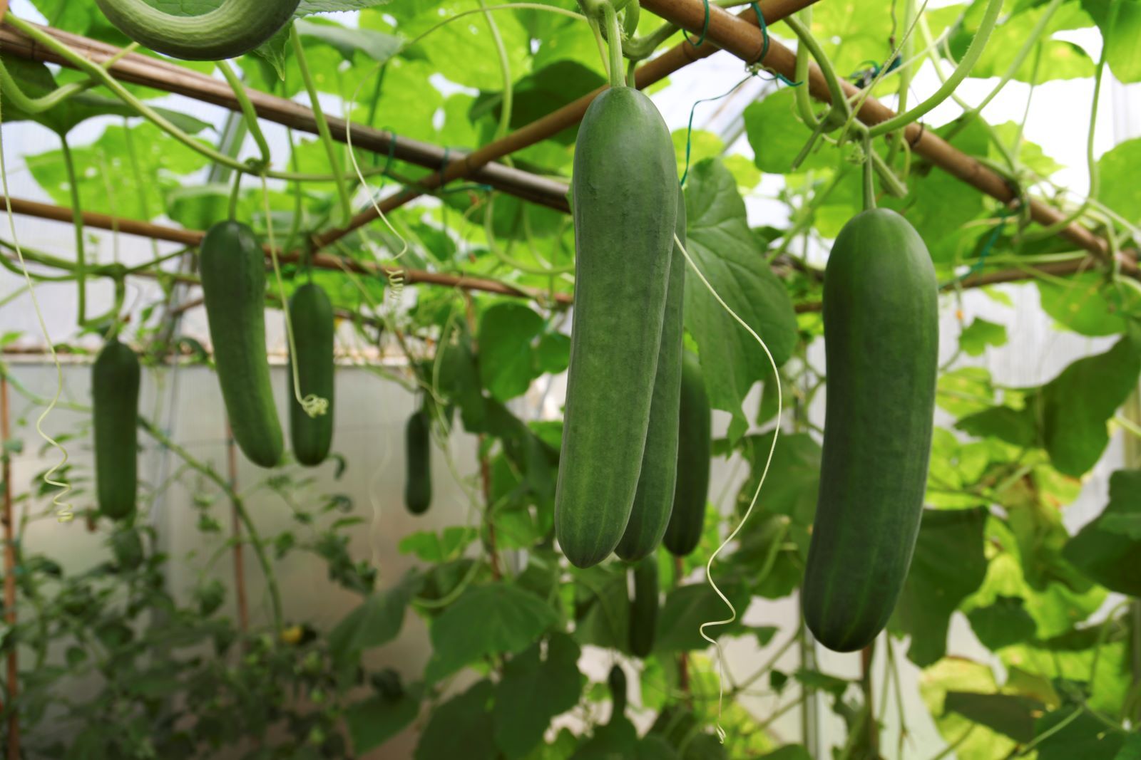 Cucumber Burpless Garden Seeds Yates Australia