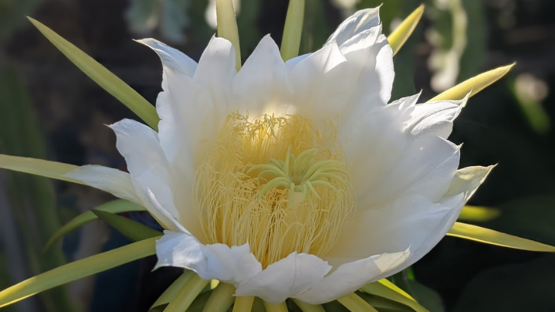 Dragon Fruit flower