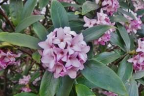 How to Grow Daphne
