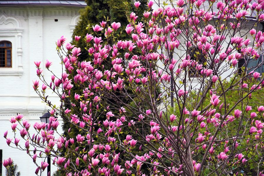 Pink magnolia flowering on leafless branches
