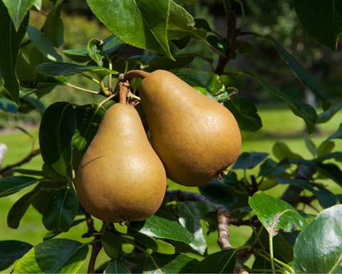 How to Grow Pear