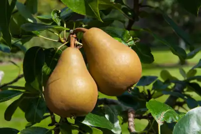 Pear