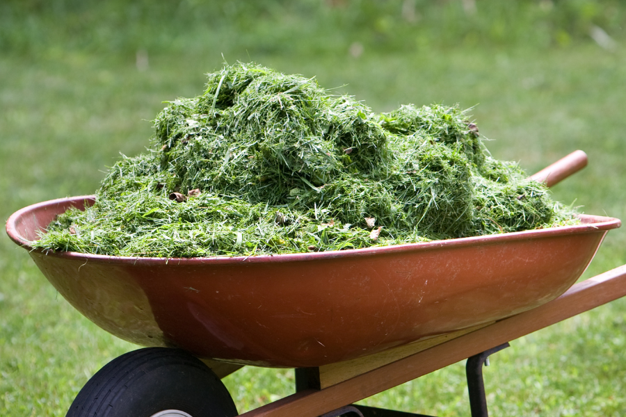 wheelbarrow full of lawn clippings