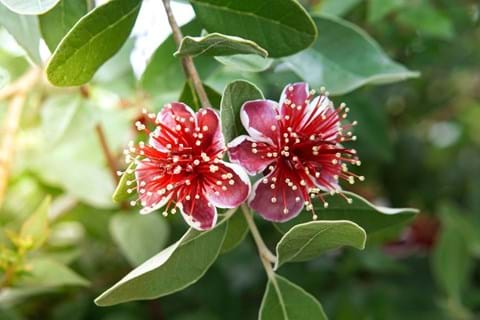 How to Grow Feijoa