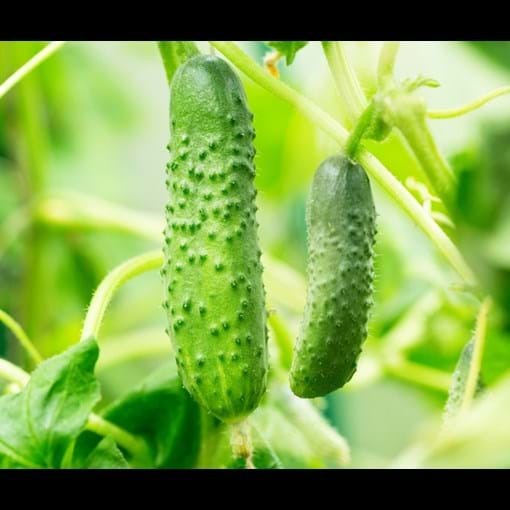 10763_Cucumber Gherkin Pickling_additional lifestyle.jpg (1)