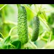 10763_Cucumber Gherkin Pickling_additional lifestyle.jpg (1)