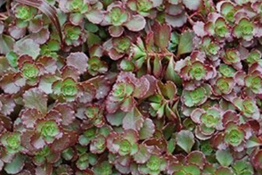 Sedums Blob 5