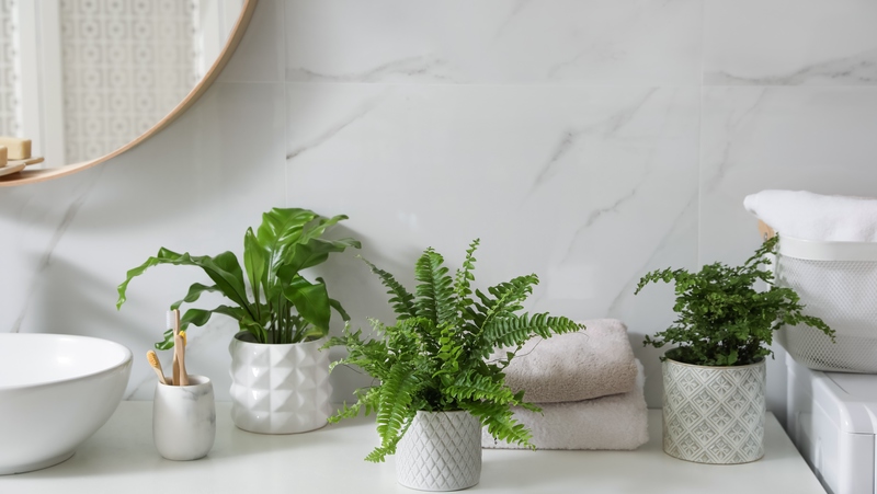 Vanity Toppers Ferns 800X451px LS