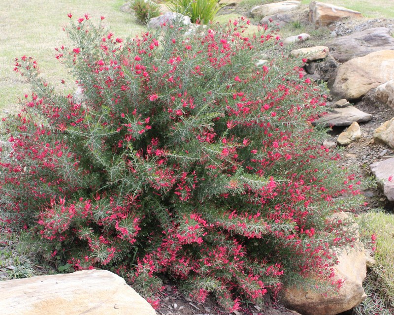 Grevillea 'Crimson Villea'