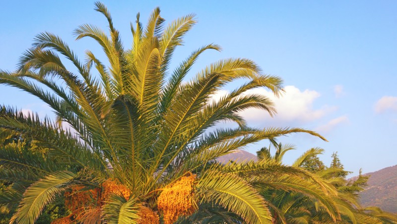 the leaves and flowers of a mature canary island date palm