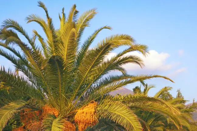 the leaves and flowers of a mature canary island date palm