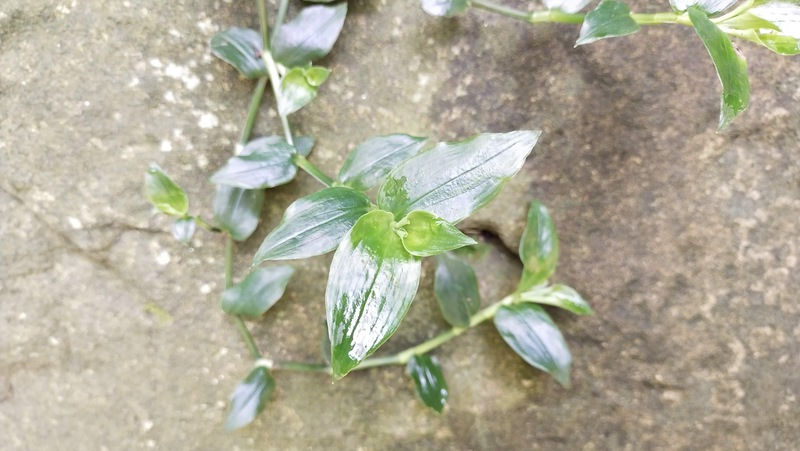 Wandering Trad (2) Credit Elise Dando 800X451 Px LS