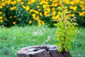 Tree & Woody Weed Control in Your Garden