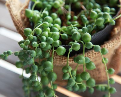 String of Pearls