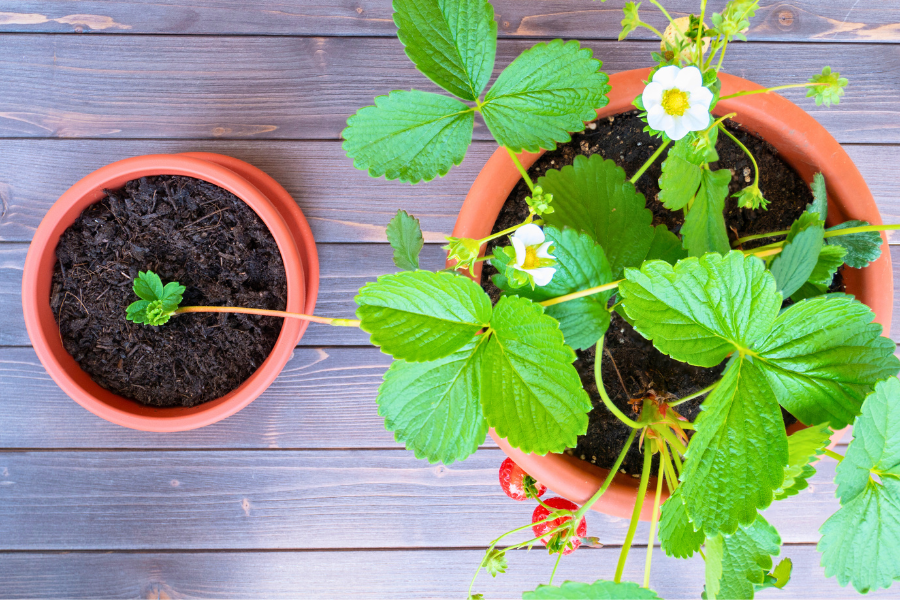 propagating a potted Strawberry from a runner
